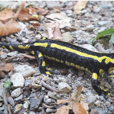 LESERFOTO - Ein Feuersalamander auf dem Weg zu einem guten Platz, um die Sonnenfinsternis zu beobachten.    Foto: Georg Kalt, Laufenburg