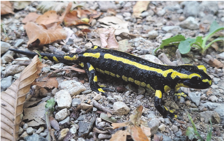 Ein Feuersalamander auf dem Weg zu einem guten Platz, um die Sonnenfinsternis zu beobachten.    Foto: Georg Kalt, Laufenburg