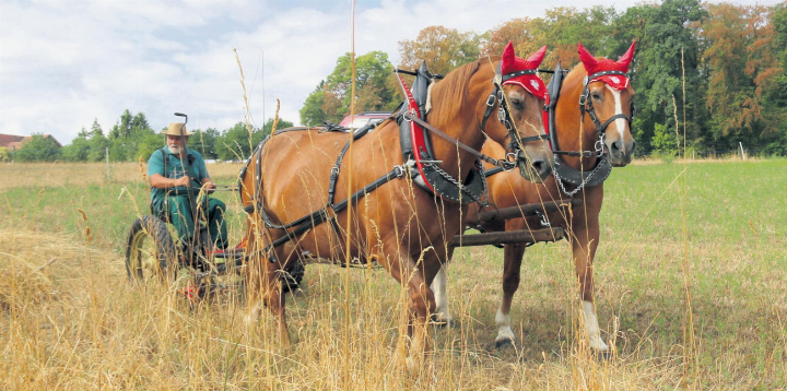 Die Pferde ziehen den Oldtimer und Erwin Kalt führt das Gefährt über das Feld. Gras wird geschnitten. Fotos: Hans Zemp Die Pferde ziehen den Oldtimer und Erwin Kalt führt das Gefährt über das Feld. Gras wird geschnitten. Fotos: Hans Zemp
