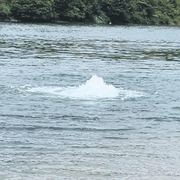 LESERFOTO - Entsteht am Rheinufer bei Kaisten neuerdings ein Sprudelbad? Leserfoto: Margrit Freudemann, Kaisten