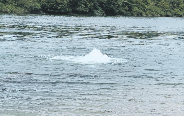 Entsteht am Rheinufer bei Kaisten neuerdings ein Sprudelbad? Leserfoto: Margrit Freudemann, Kaisten
