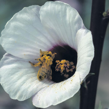 LESERFOTO - Der Inbegriff einer fleissigen Biene? Charles Gubler aus Möhlin jedenfalls ist zurecht beeindruckt und schreibt uns: «Bei einem Spaziergang durch die Merian Gärten in der ehemaligen Grün 80 konnte ich diesen Schnappschuss machen. Es war ein Wunder, dass dieses Tierchen überhaupt noch fliegen konnte.» Leserfoto: Charles Gubler