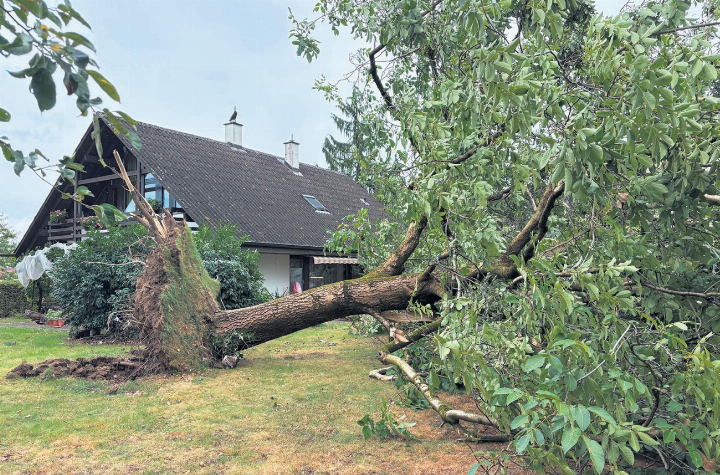 Der Baum in einem Wallbacher Quartier hielt der Wucht des Sturms nicht stand.