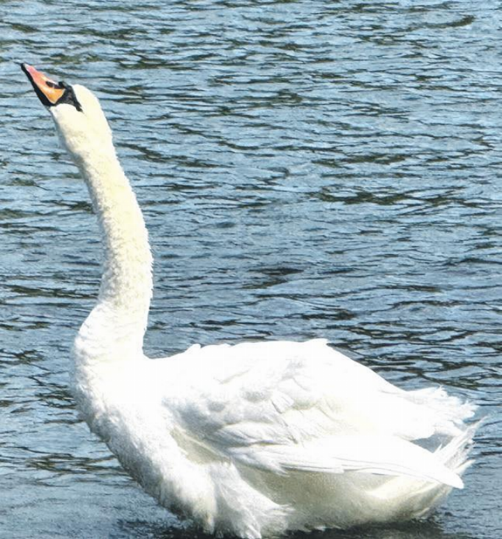 Foto: Susanne Hörth