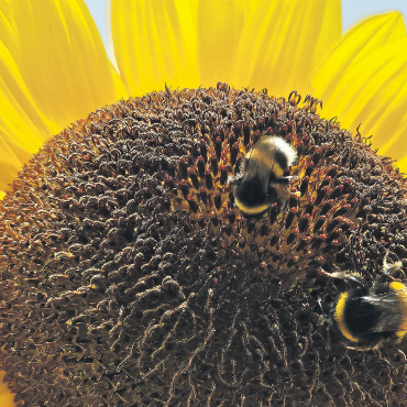 LESERFOTO - Zwei Hummeli bringen die Sonnenblume mit Augen zum Strahlen.   Leserfoto: Gabriela Stocker, Obermumpf