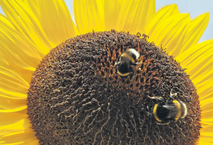 Zwei Hummeli bringen die Sonnenblume mit Augen zum Strahlen.   Leserfoto: Gabriela Stocker, Obermumpf