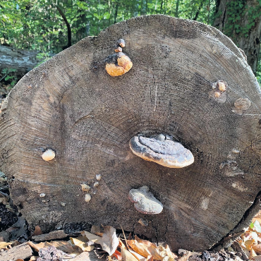 LESERFOTO - Im Wald entdeckt: ein Gesicht aus Baumschwamm.   Foto: Margrit Freudemann, Kaisten