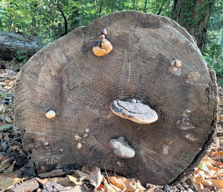 Im Wald entdeckt: ein Gesicht aus Baumschwamm.   Foto: Margrit Freudemann, Kaisten