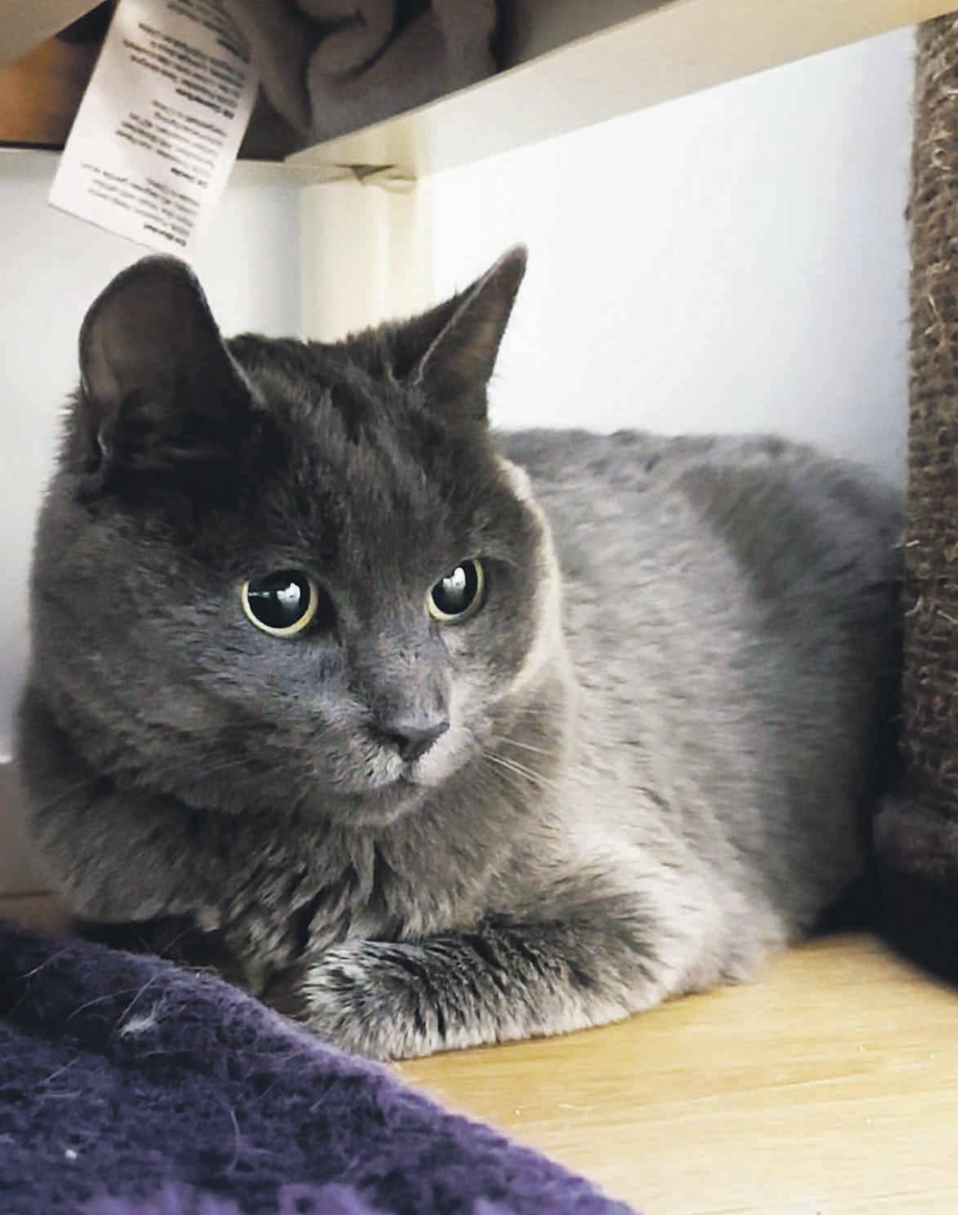 Geschichten vom Tierlignadenhof Kaisten: Katzen - Das Bild wird blockiert. – Möglicherweise durch einen aktiven Adblocker.