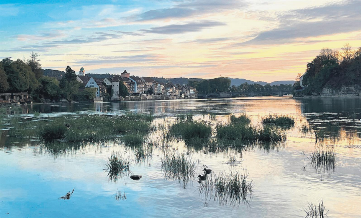 Die schwimmenden Felder von Rheinfelden: Wird in Rheinfelden Reis angepflanzt? Nein, es handelt sich um Wasserpflanzen, die beim tiefen Rheinpegel gut gedeihen und vor allem gut sichtbar sind. Foto: Valentin Zumsteg