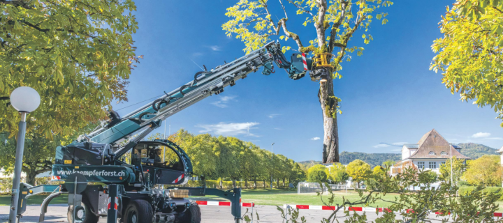 Festhalten, sägen, abtransportieren – präzise und ohne nebenstehende Bäume zu beinträchtigen, wurden die acht kranken Kastanienbäume entfernt. Foto: Paul Gürtler