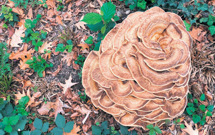 Natürliche Architektur: Ein Riesenporling (Meripilus giganteus) trotzt der Trockenheit. Foto: Lotti Rösti, Herznach