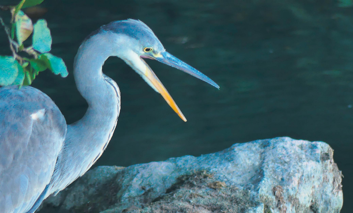 Der Fischreiher, fotografiert am Rhein in Möhlin, habe ihr gerade einen Hallo-Gruss zugesandt, schreibt Rosmarie Hürner aus Zuzgen zu diesem schönen Bild.