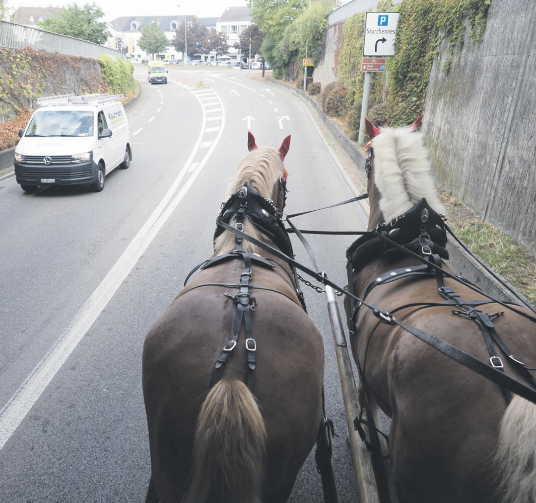 Die Pferde sind an den Verkehr in der Innenstadt gewöhnt. Die Pferde sind an den Verkehr in der Innenstadt gewöhnt.
