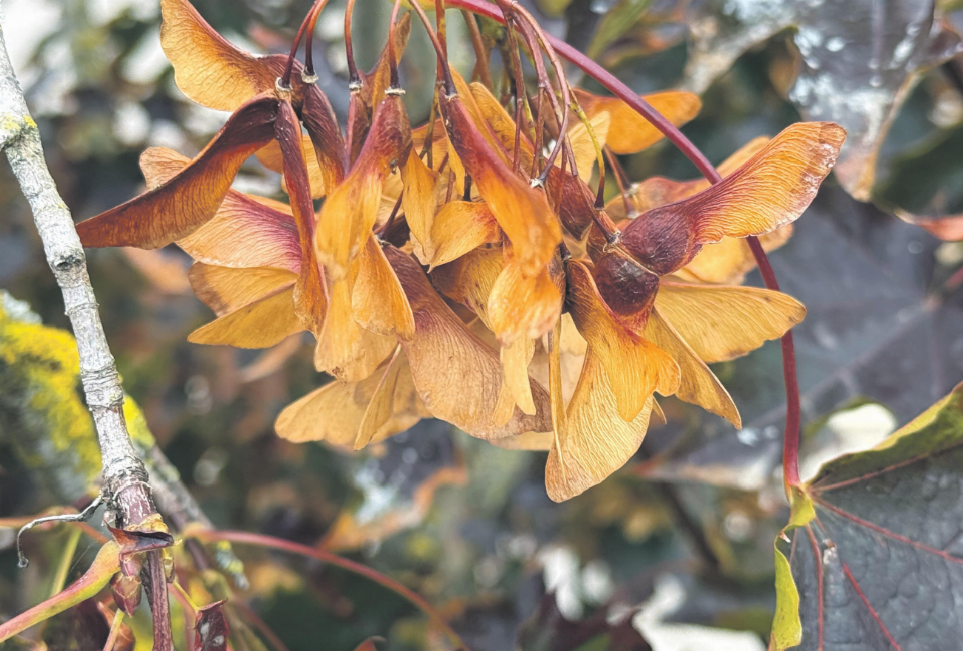 Herbstliche Schönheiten - Das Bild wird blockiert. – Möglicherweise durch einen aktiven Adblocker.