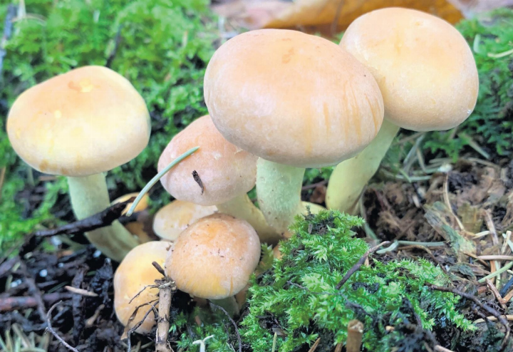 Mit dem Regen spriessen die Pilze nun doch noch aus dem Boden: Schwefelköpfe im Wald Kaisten. Foto: Margrit Freudemann, Kaisten