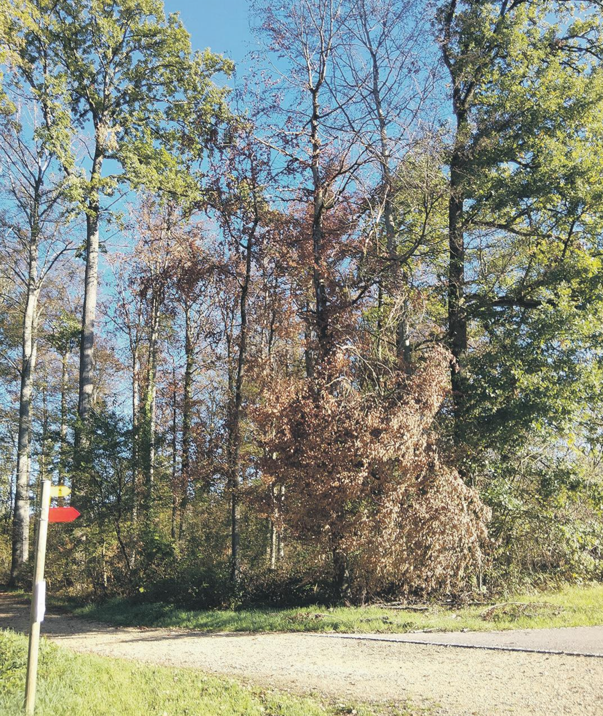 Bäume werden wegen Trockenheit gefällt - Das Bild wird blockiert. – Möglicherweise durch einen aktiven Adblocker.