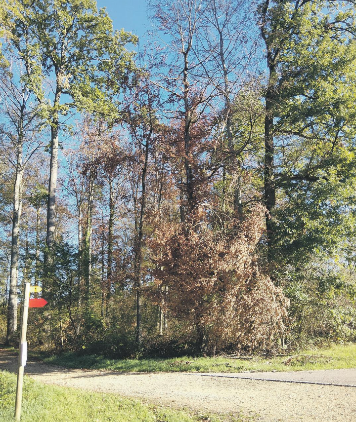 Besonders die Buchen sind von der Hitze und Trockenheit betroffen. Foto: zVg Besonders die Buchen sind von der Hitze und Trockenheit betroffen. Foto: zVg