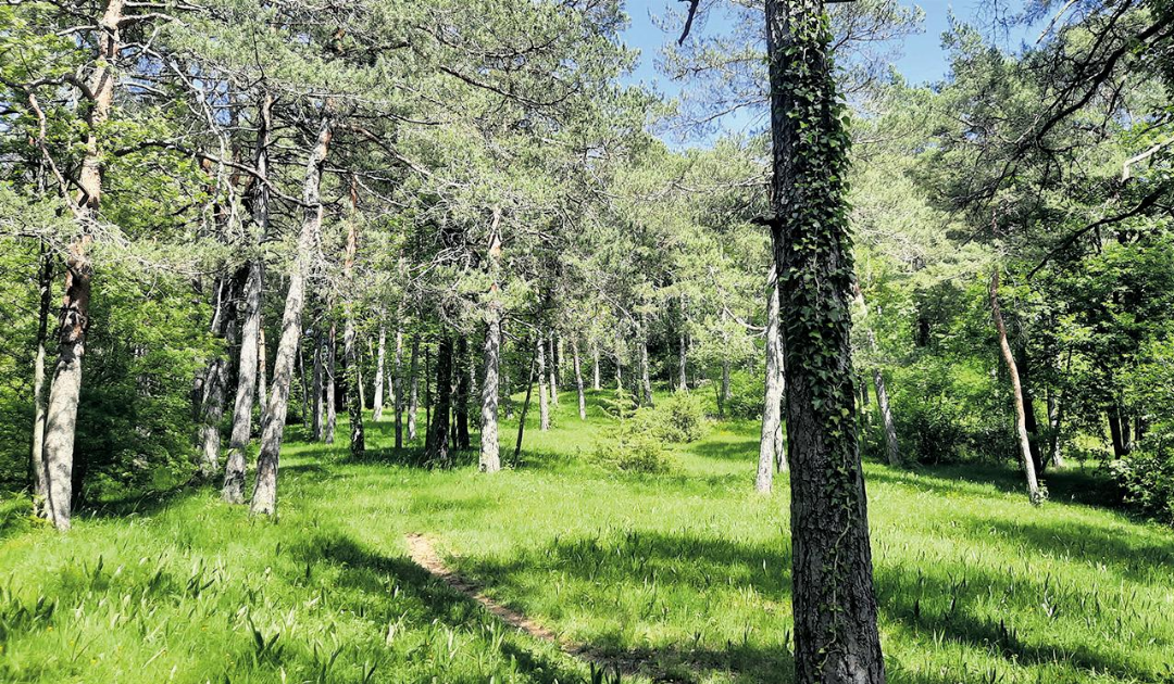 Im Föhrenwald kommen zahlreiche Orchideen vor. Im Föhrenwald kommen zahlreiche Orchideen vor.