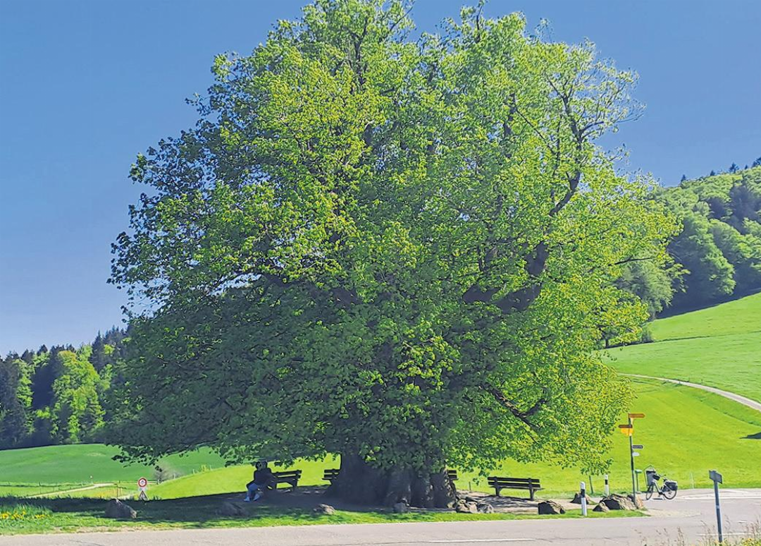 Weiter Blick von der Linde von Linn aus in die Juralandschaft. Weiter Blick von der Linde von Linn aus in die Juralandschaft.