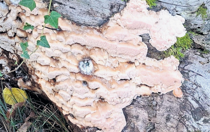Ein seltsamer Pilz entdeckt an einem alten Baumstrunk. Foto: Georg Kalt, Laufenburg
