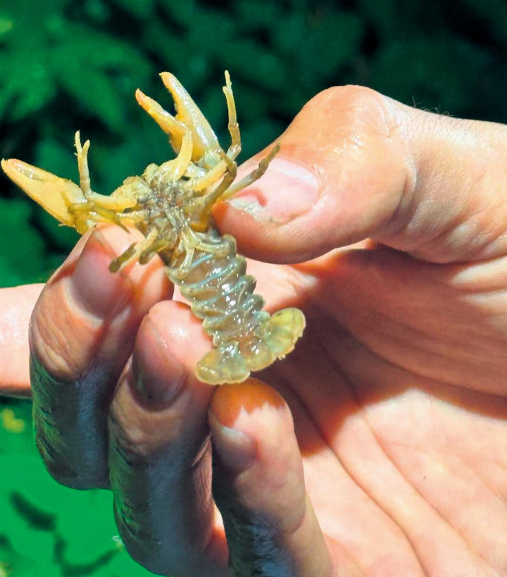 Zahlreiche Jungkrebse konnten im Wasser entdeckt und beobachtet werden. Foto: zVg Zahlreiche Jungkrebse konnten im Wasser entdeckt und beobachtet werden. Foto: zVg