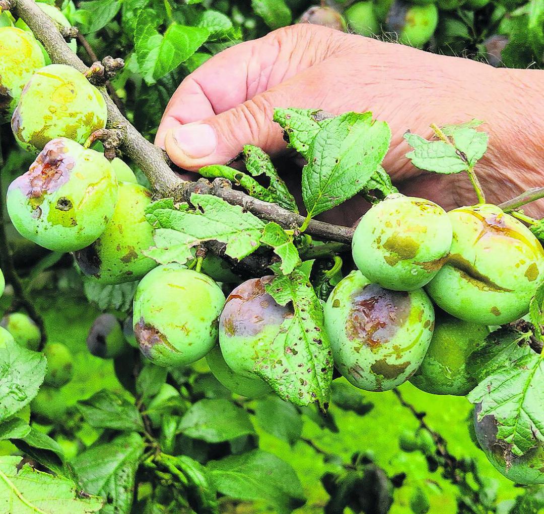 Starker Hagelschlag in Wil
